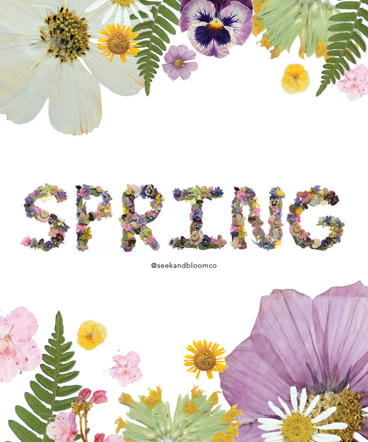 Spring Pressed Flower Collection