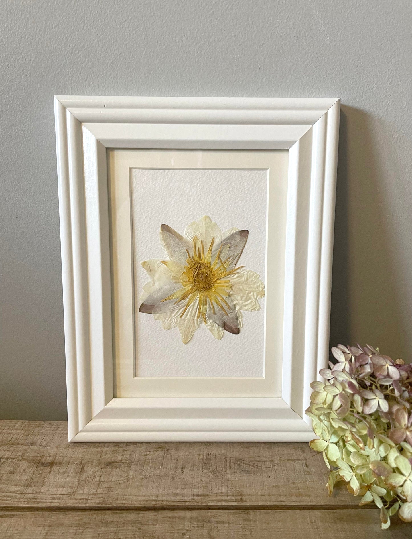 Water Lily, Wildflower - Small White