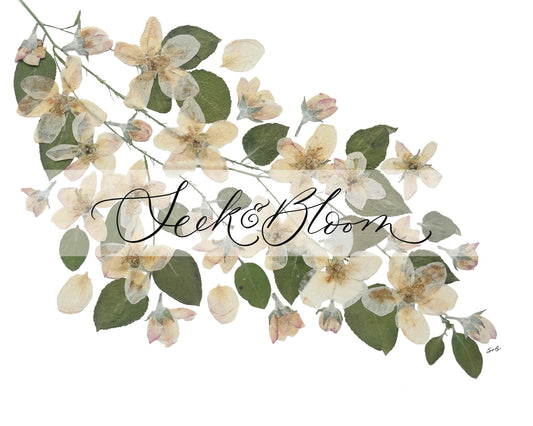 Apple Blossom Branch, Pressed Flower Art Print