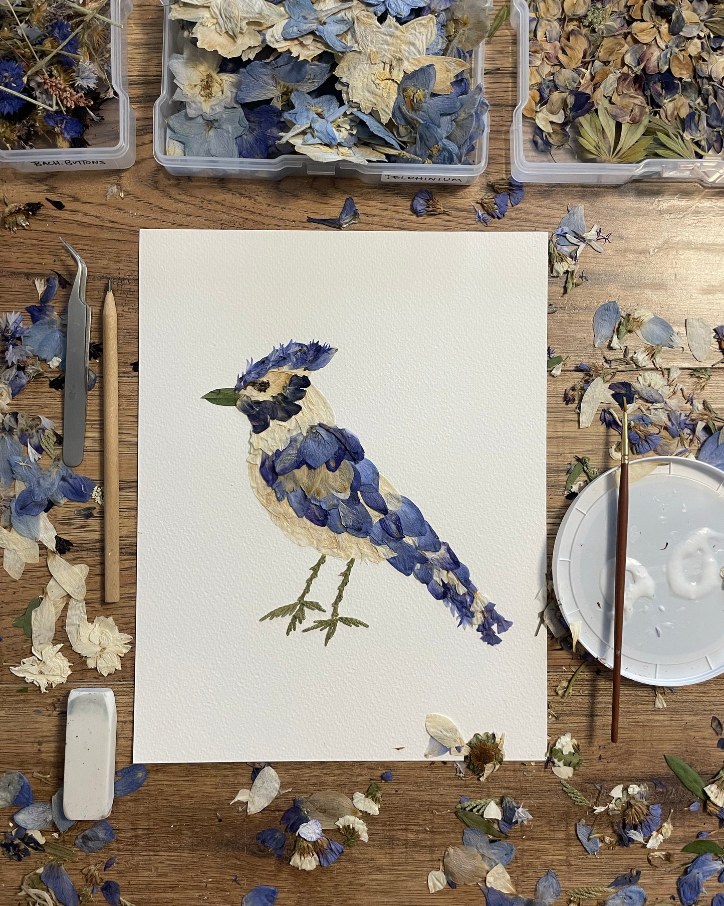 Blue Jay "Bluejay Serenade" - Original Pressed Flower Artwork Framed