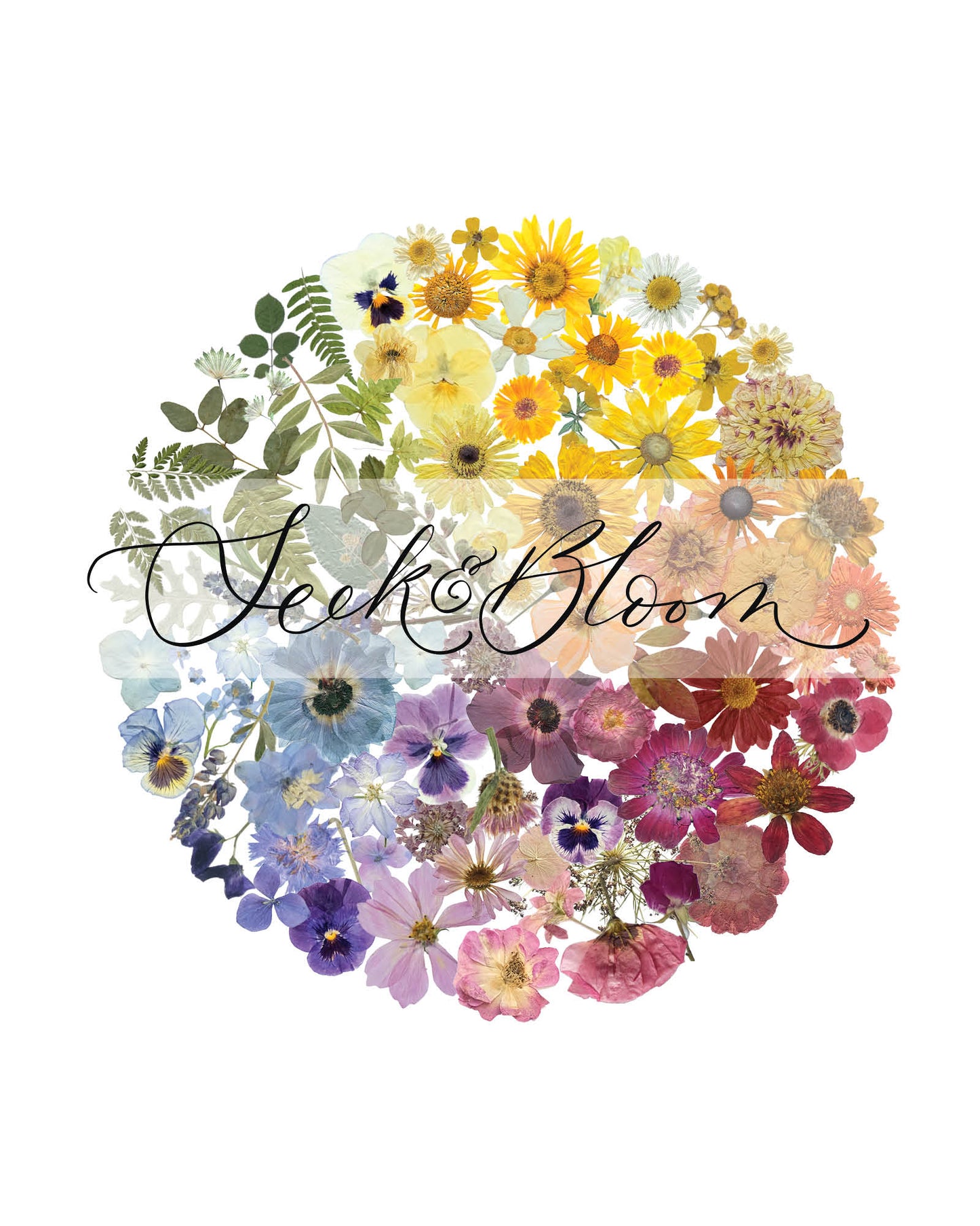Colour Wheel- Pressed Flower Print