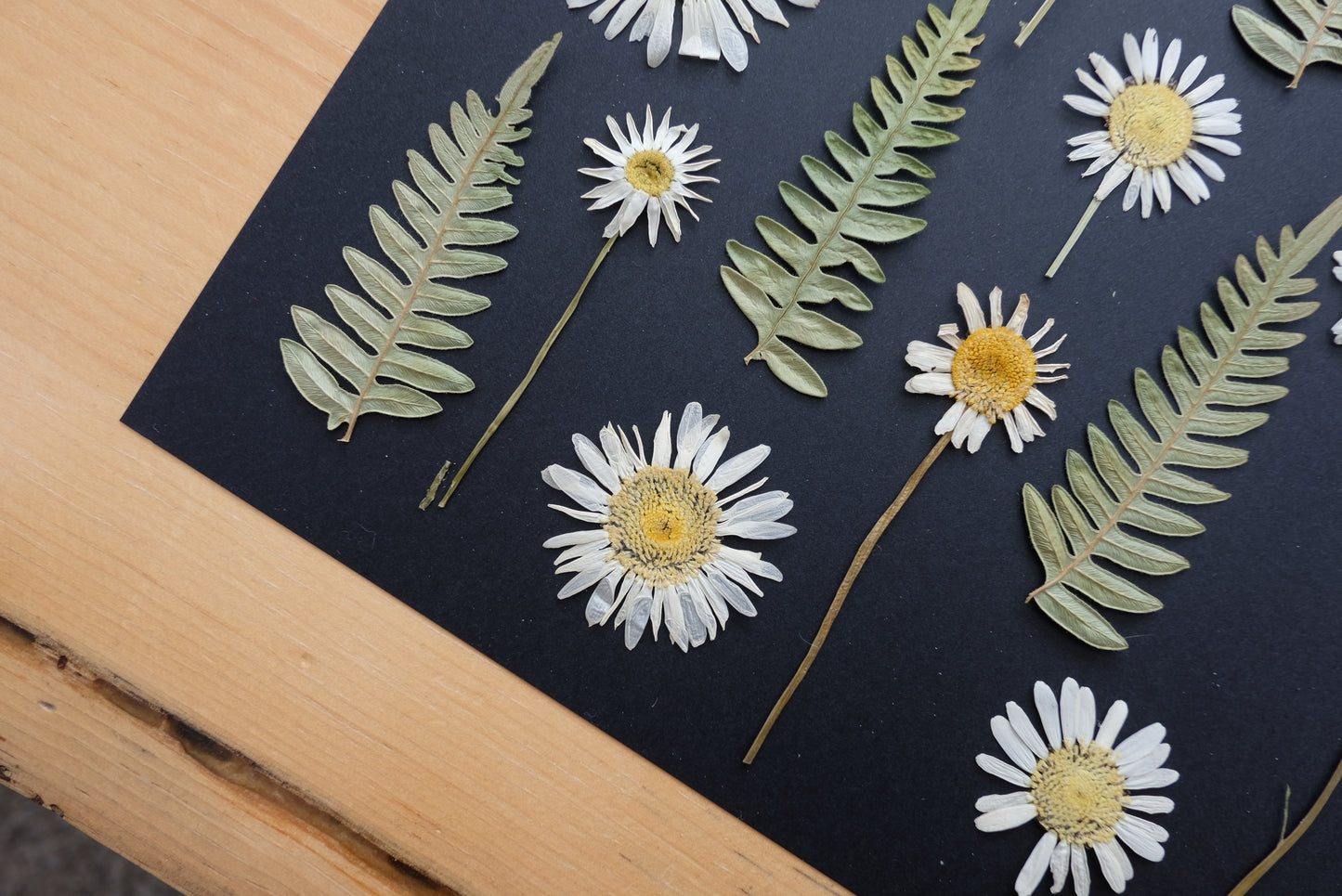 Daisy and Fern, Pressed Flower Art Print
