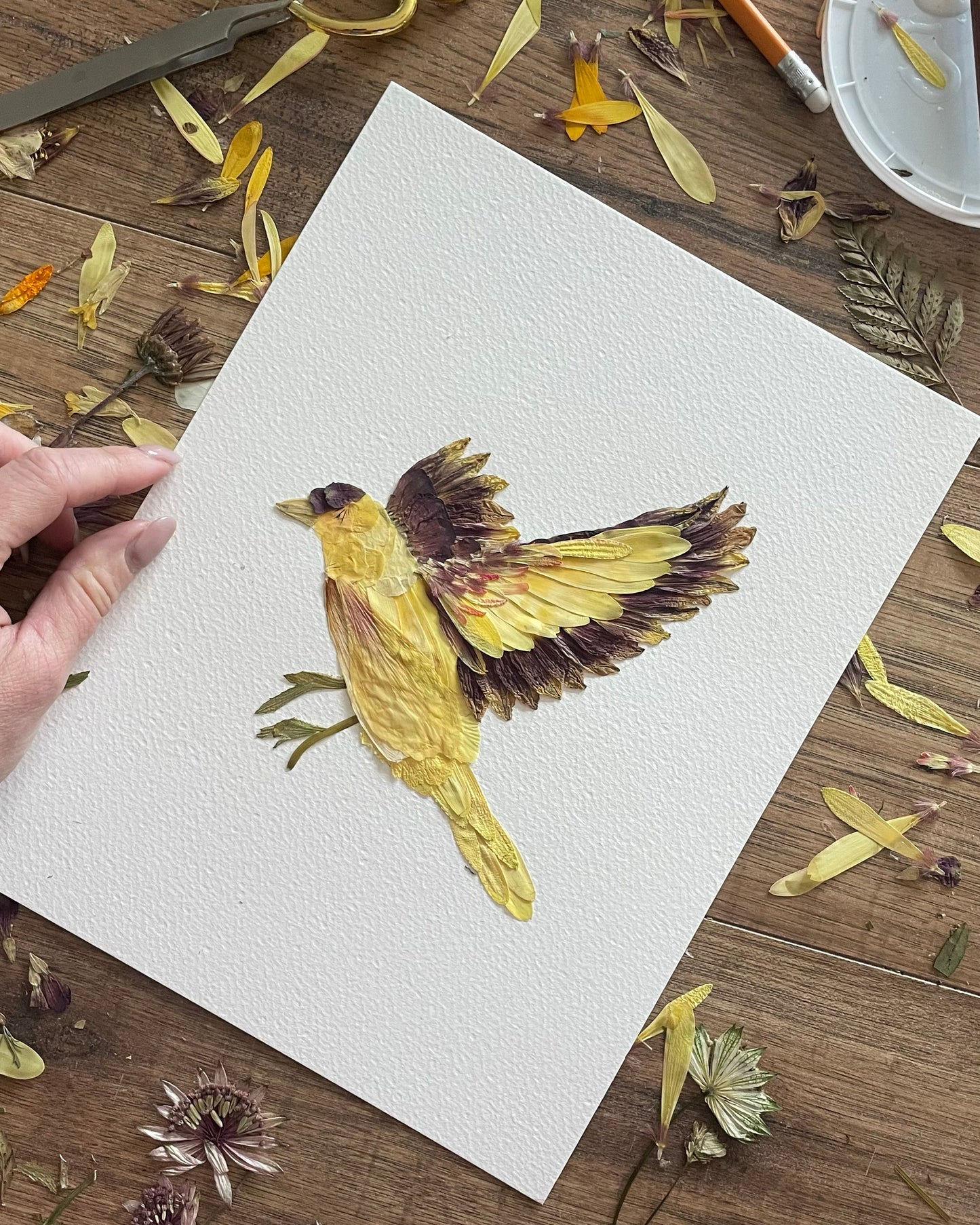 Finch "Golden Glide" - Original Pressed Flower Artwork Framed