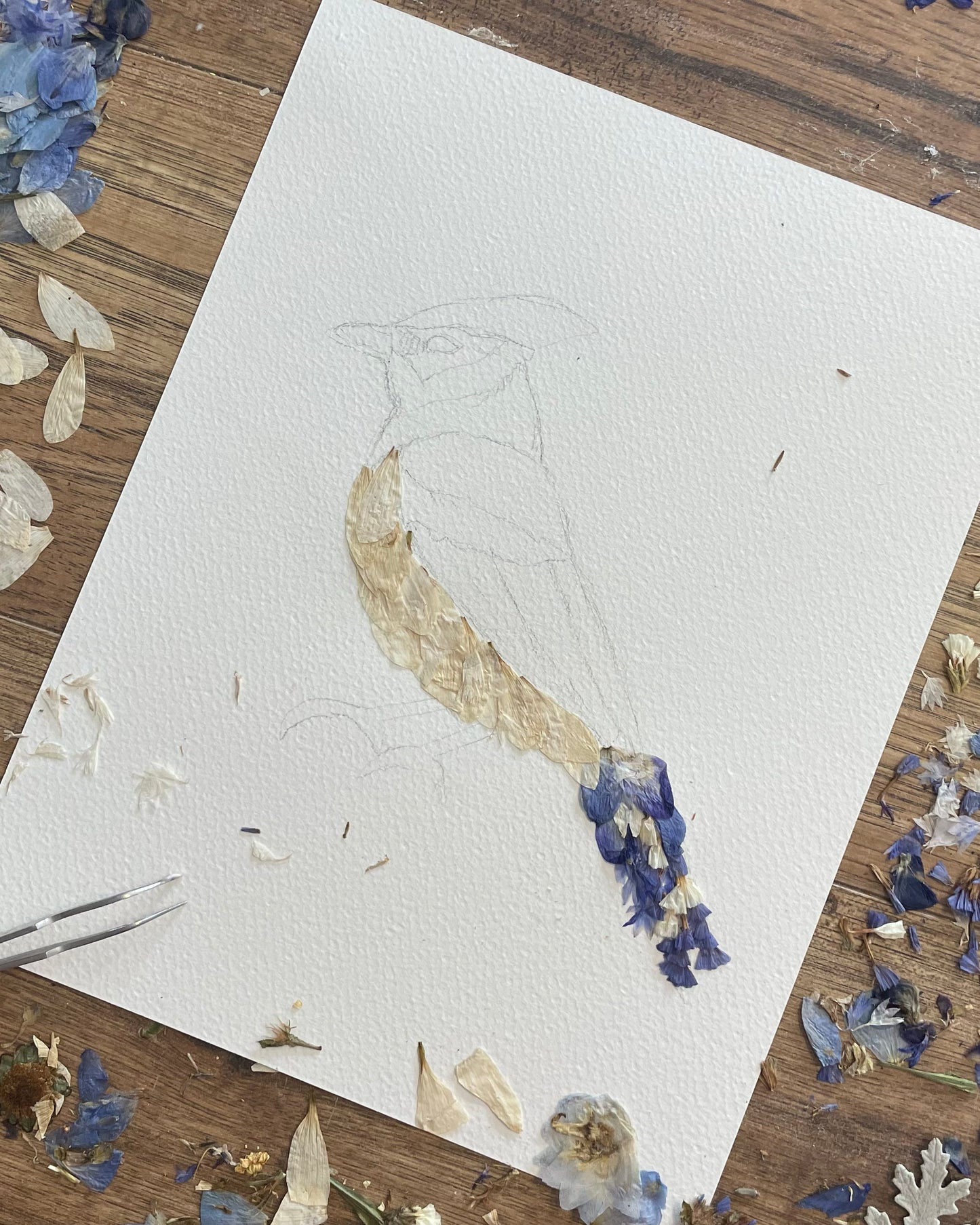 Blue Jay "Bluejay Serenade" - Original Pressed Flower Artwork Framed