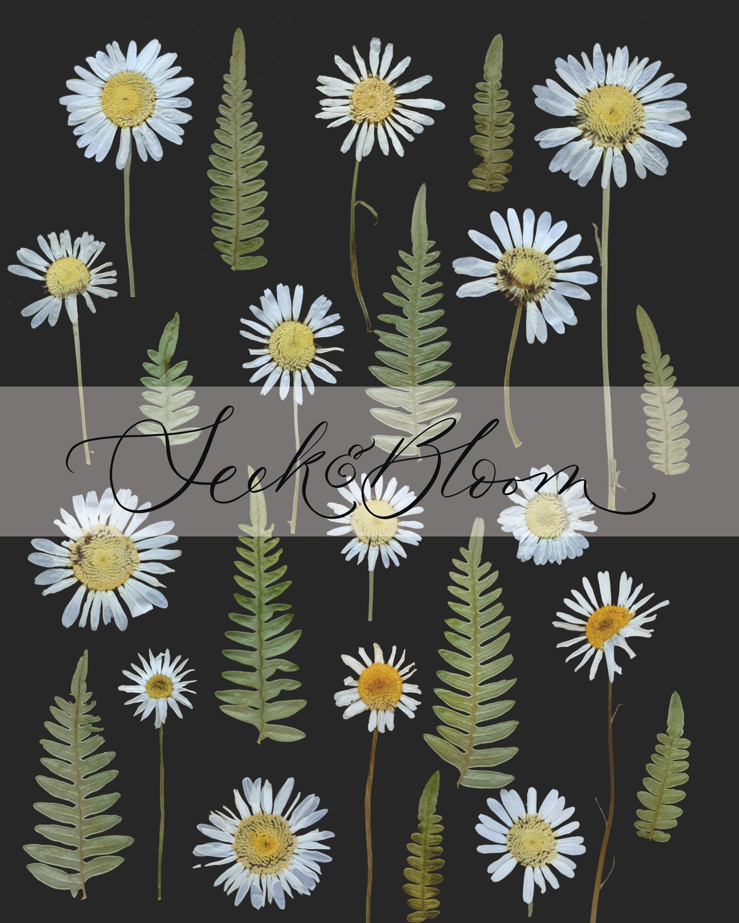 Daisy and Fern, Pressed Flower Art Print