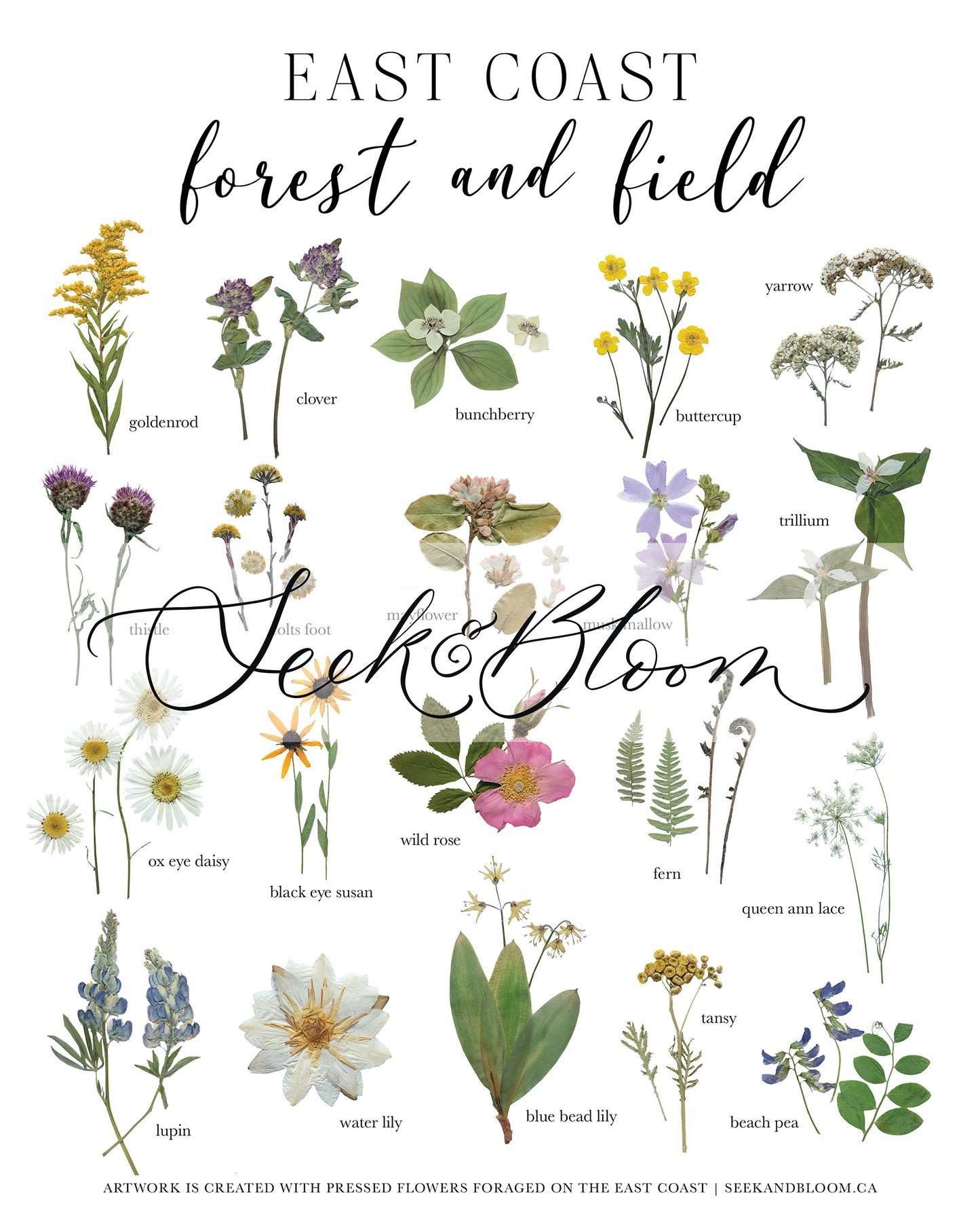 Forest and Field, East Coast Wildflowers, Pressed Flower Art Print