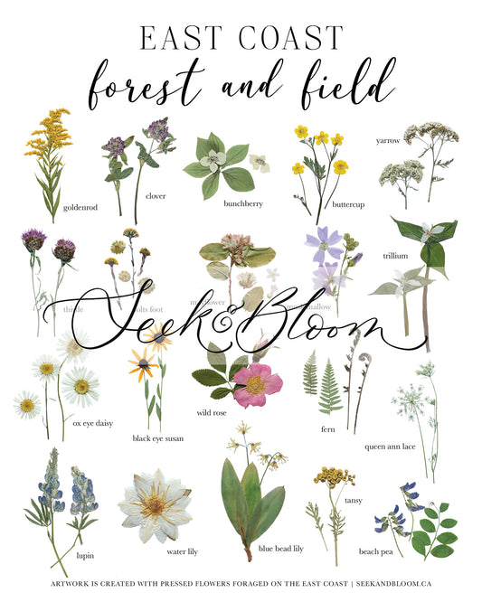Forest and Field, East Coast Wildflowers, Pressed Flower Art Print