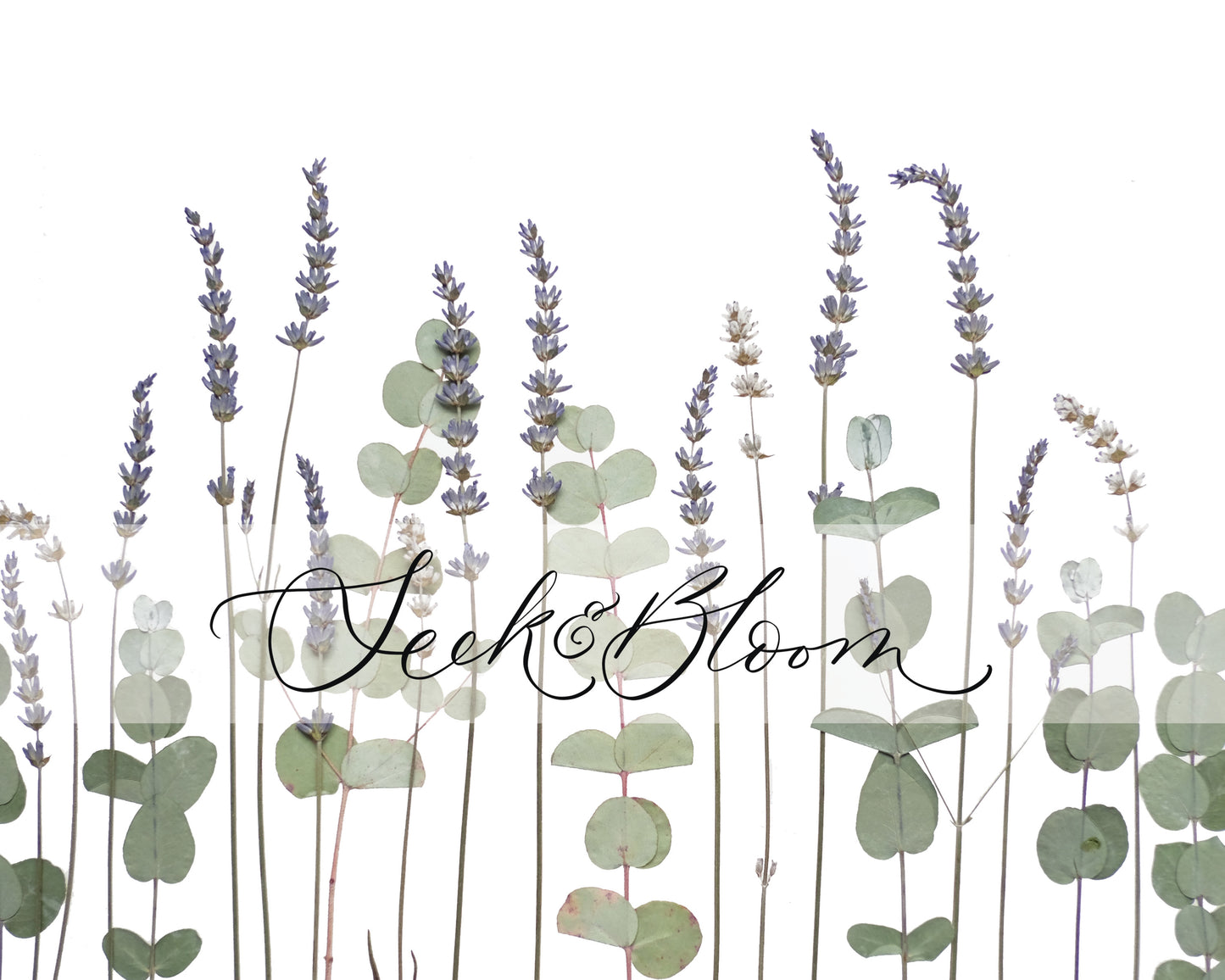 Lavender & Eucalyptus, Pressed Flower Art Print