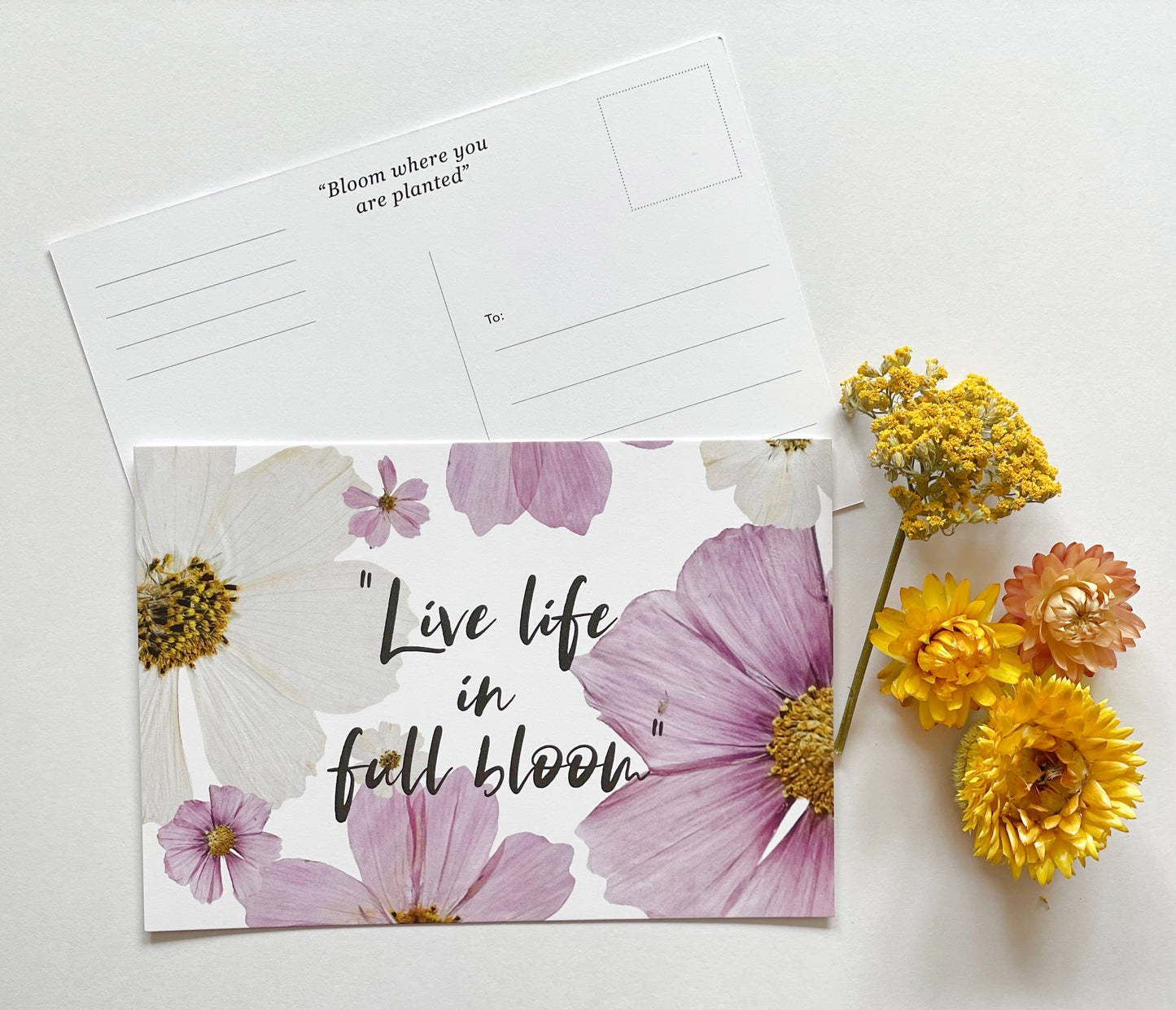 Post Card- 6 Pack Retail Set, Bloom
