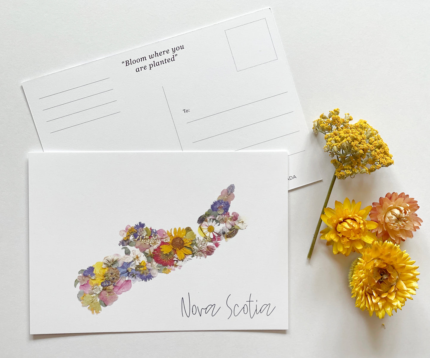 Post Card- 6 Pack Retail Set, Nova Scotia Flowers