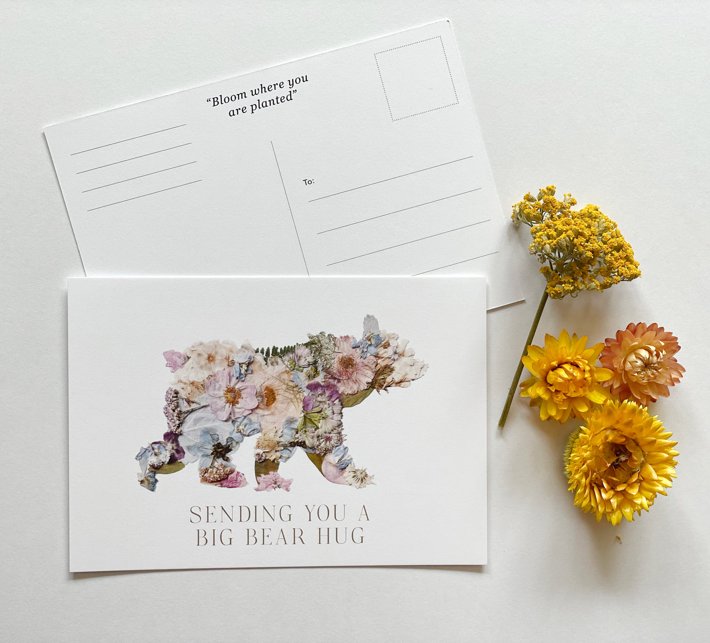 Post Card- 6 Pack Retail Set, Bear
