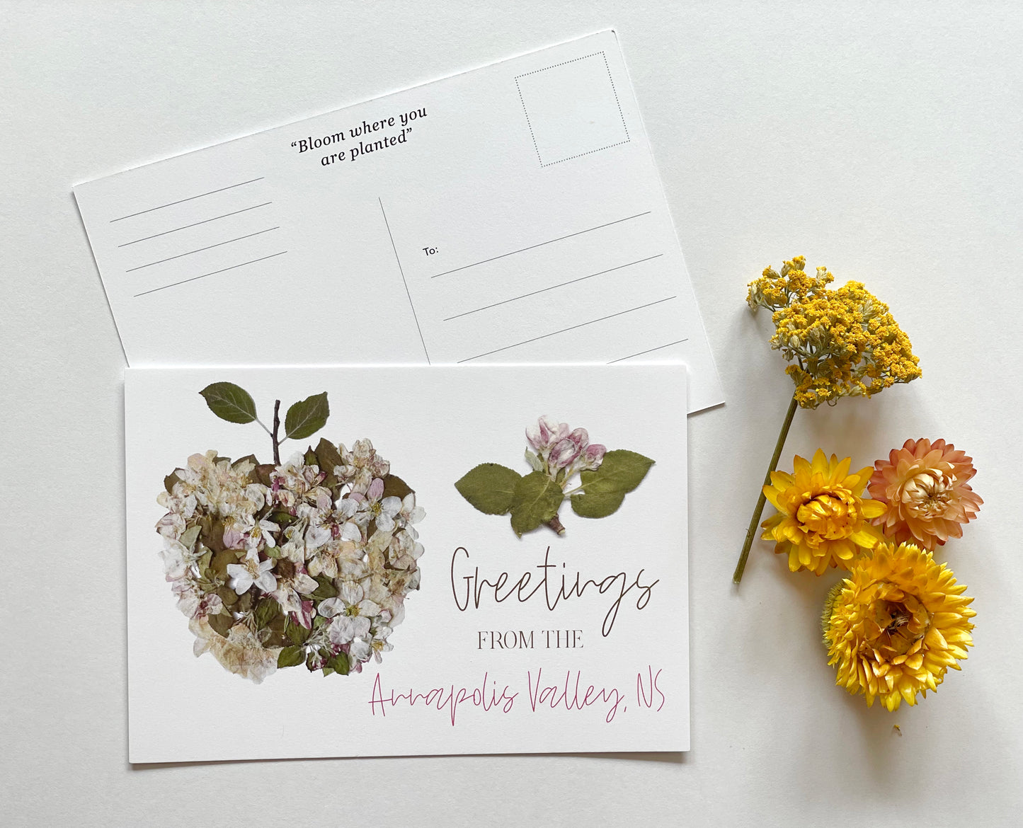 Post Card- 6 Pack Retail Set, Apple Blossom