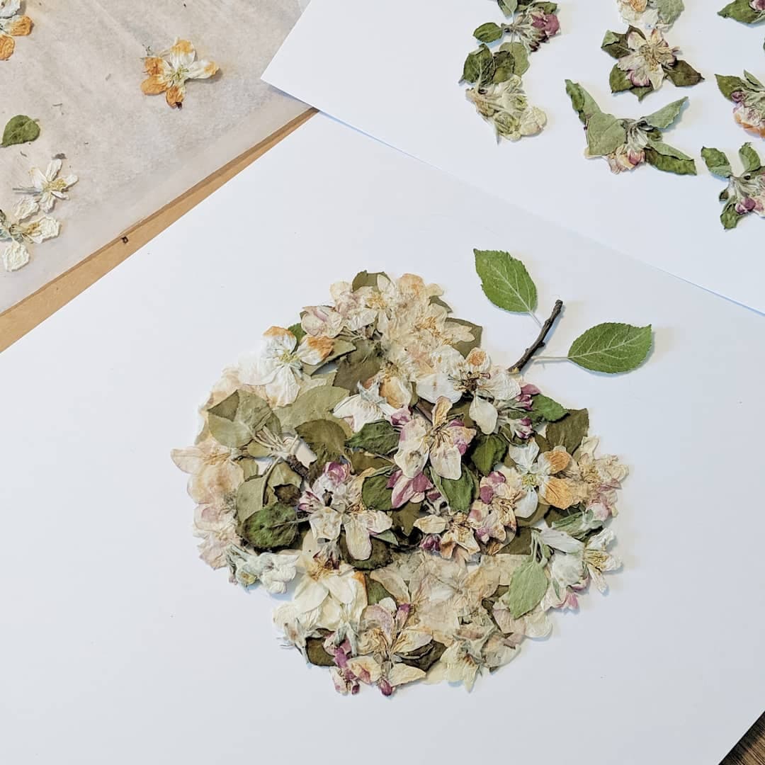 Apple Blossoms, Pressed Flower Art Print