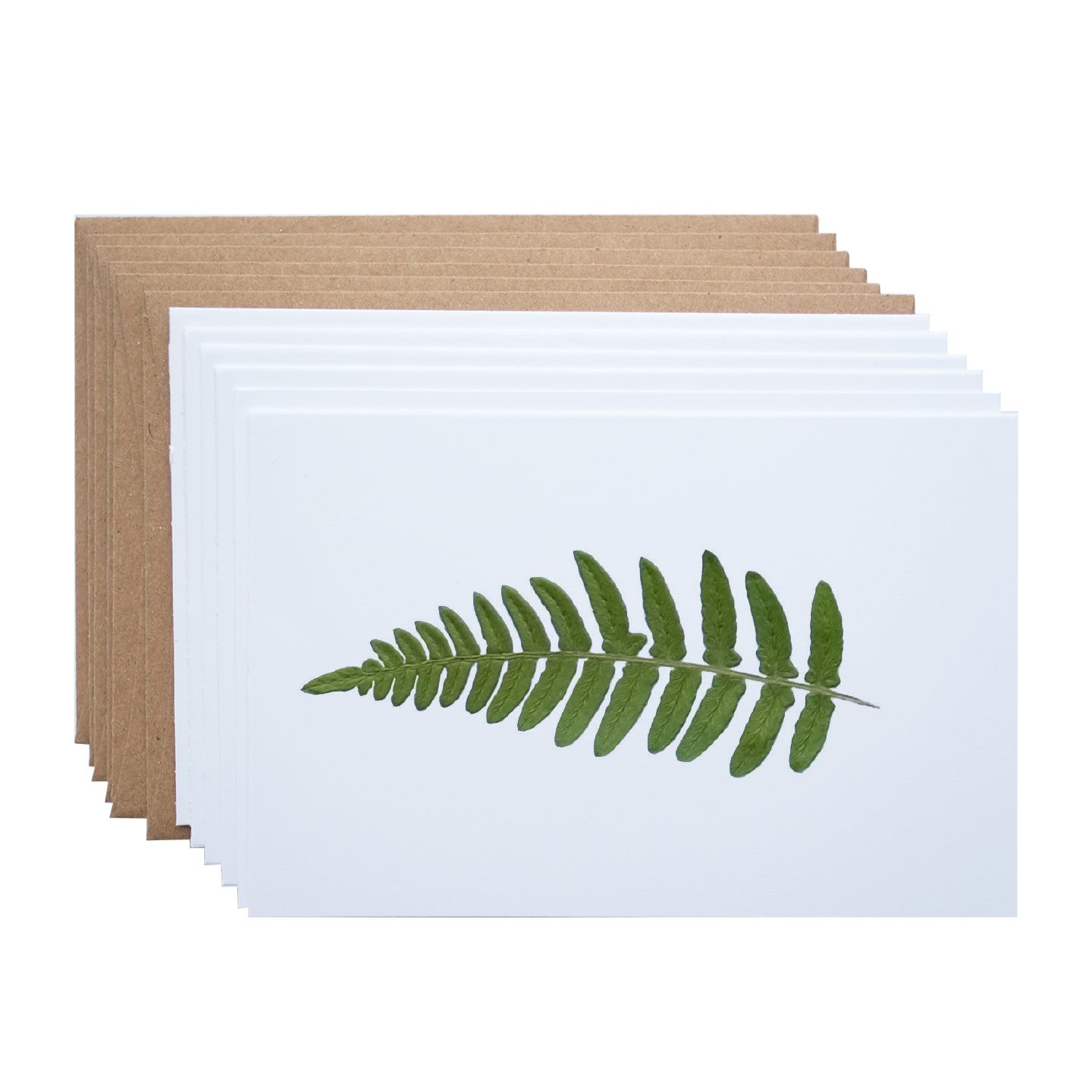 Fern Leaf, Note Card Set