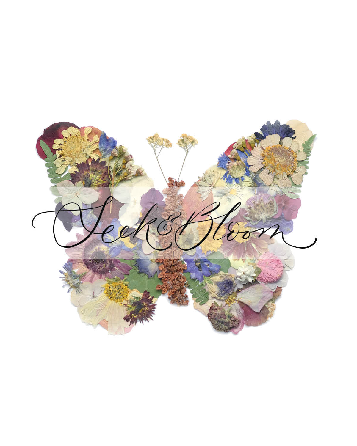 Butterfly, Pressed Flower Art Print