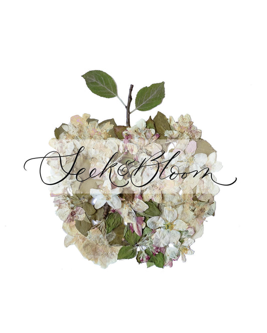 Apple Blossoms, Pressed Flower Art Print