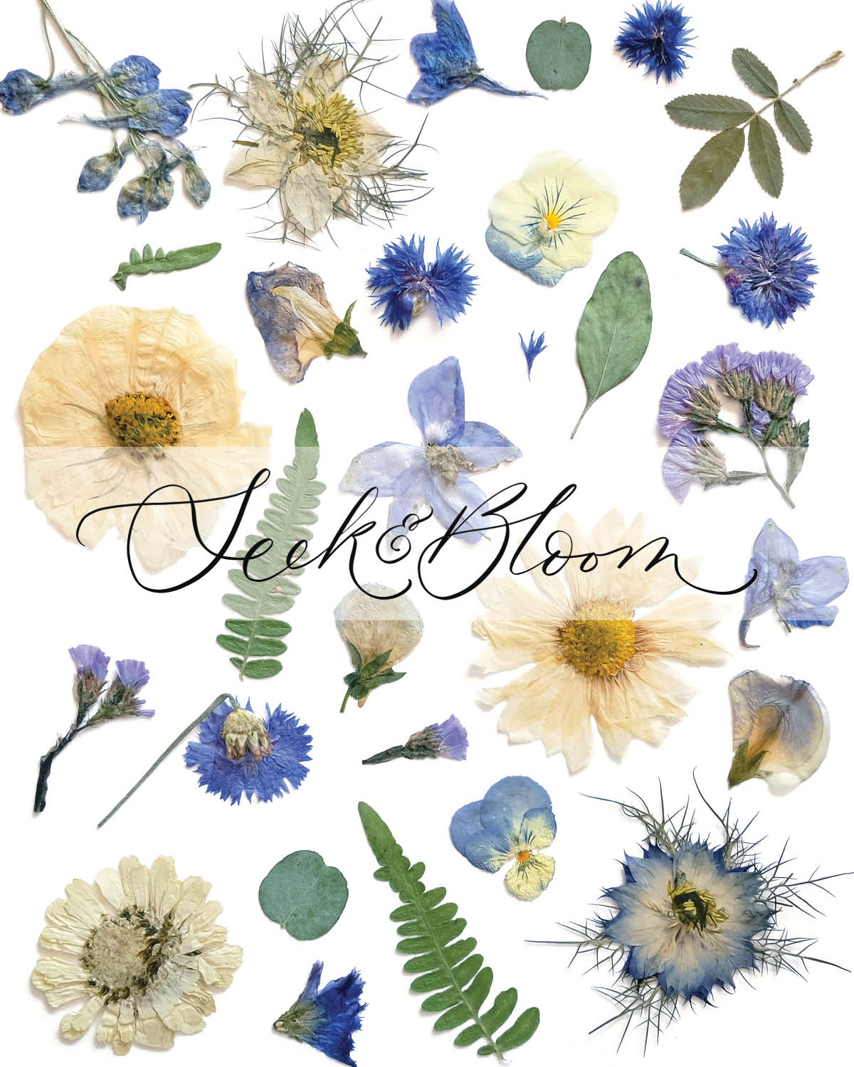 Blue and White Flower Collage, Pressed Flower 8x10 Art Print