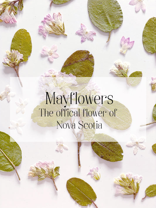 Mayflowers, Pressing Nova Scotia's Provincial Flower