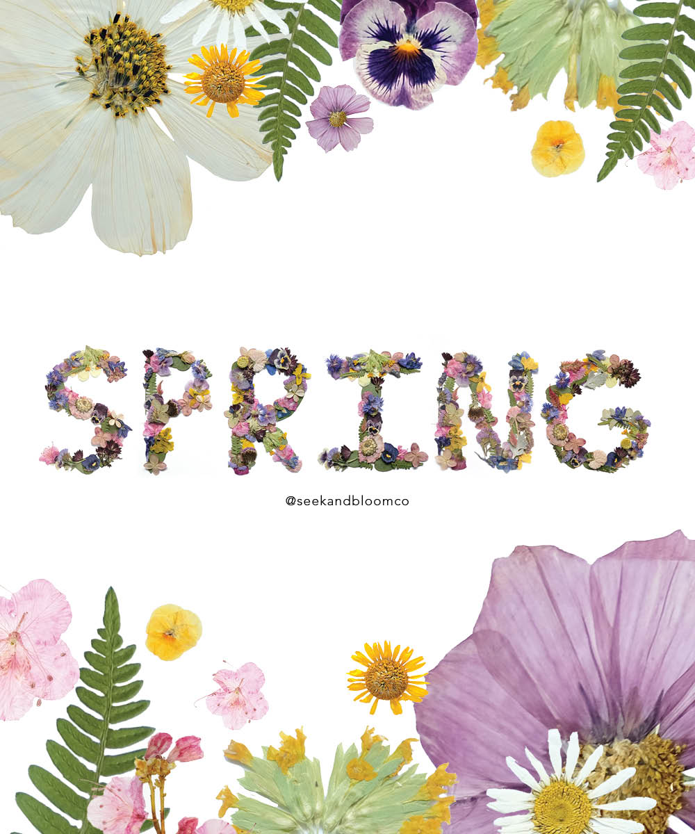 Spring Pressed Flower Collection