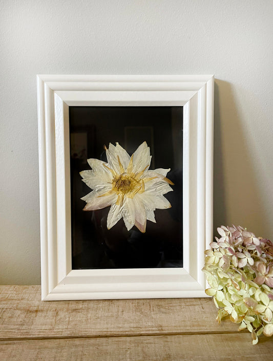 Copy of Water Lily, Wildflower - Small Black