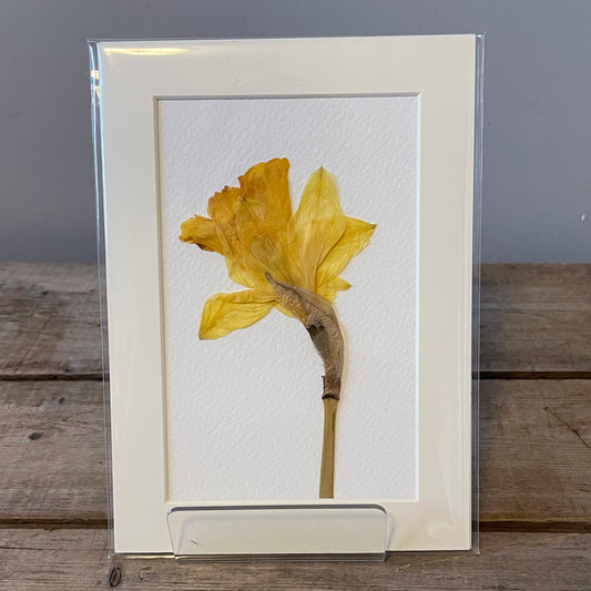 4"x6" Daffodil - Mini Original Artwork