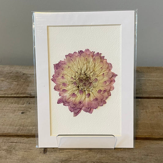 4"x6" Pink Dahlia - Mini Original Artwork