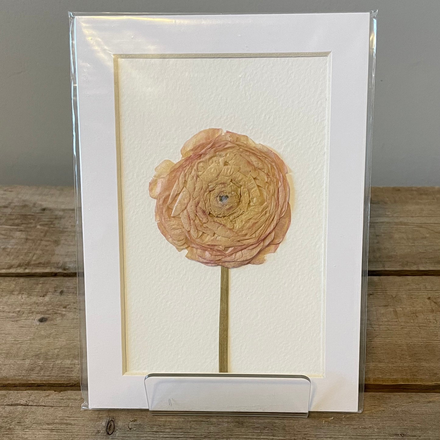 4"x6" Light Pink Ranunculus - Mini Original Artwork