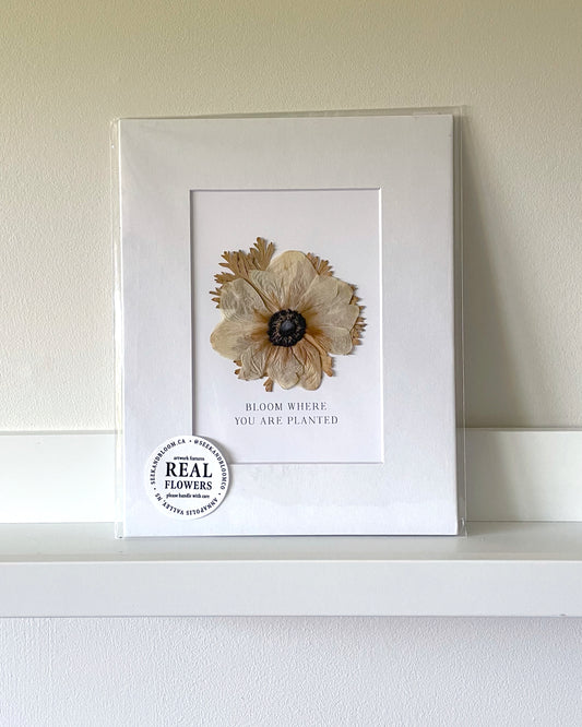 5x7" White Anemone - Mini Original Artwork