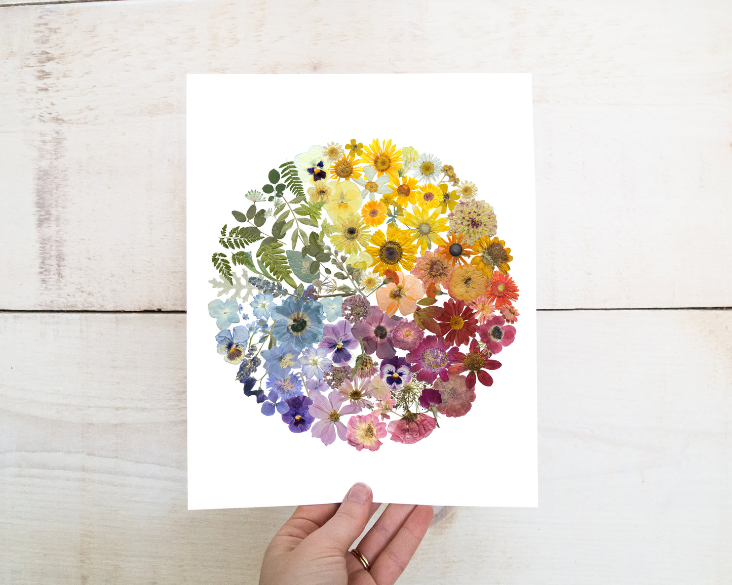 Colour Wheel- Pressed Flower Print