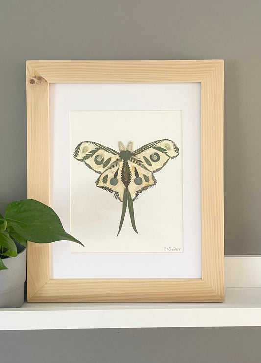 Luna Moth, Pressed Flower Original Artwork- 8x10" Framed