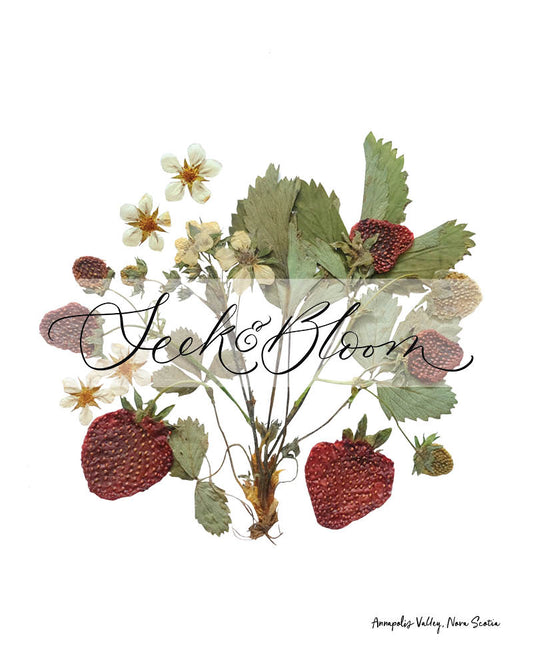 Strawberry Plant - Pressed Flower Print