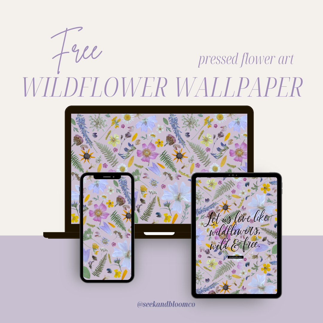 Summer Wildflower Wallpapers - Free Download