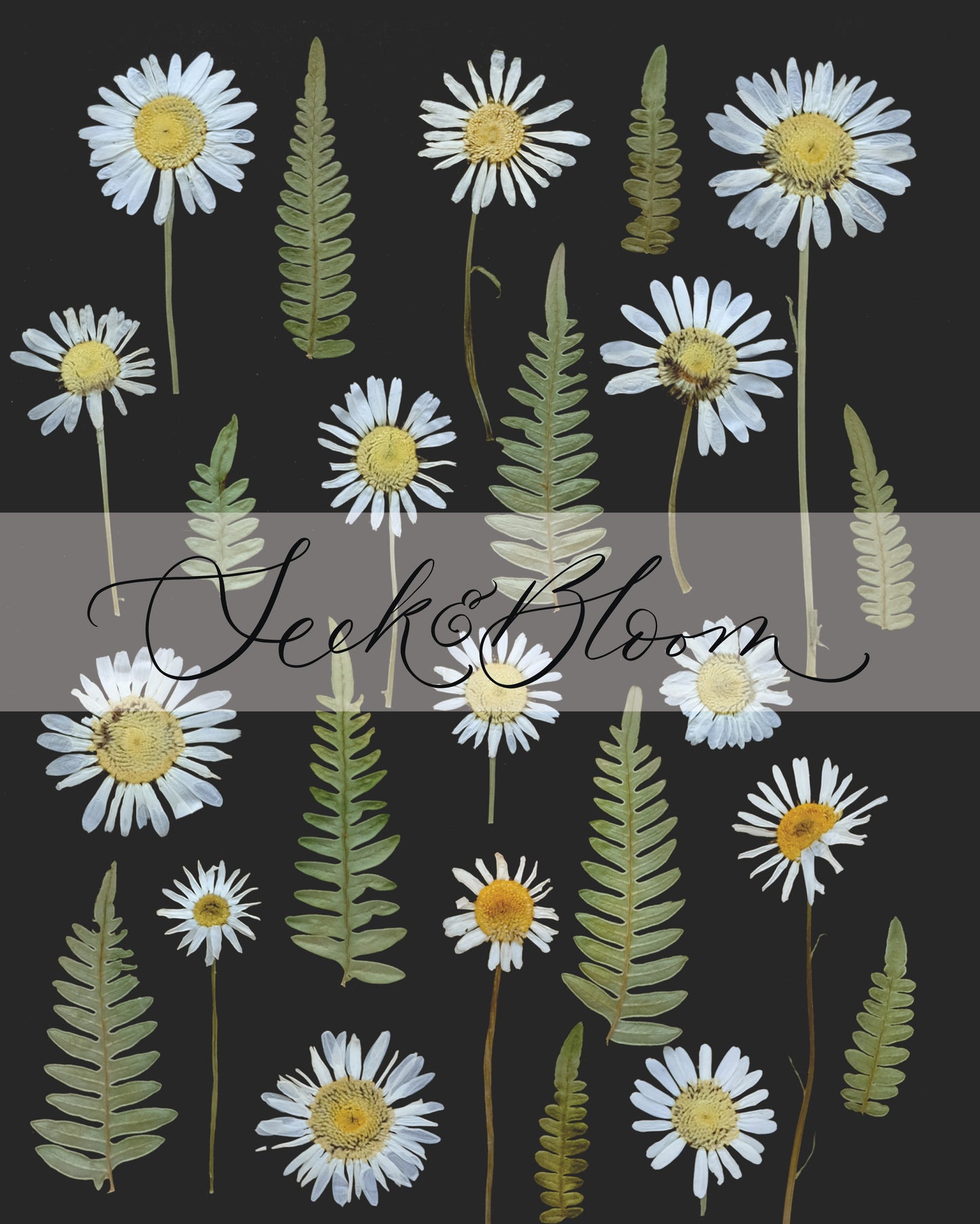 Wild Daisy and Fern Flower Collage, Pressed Flower 8x10 Art Print