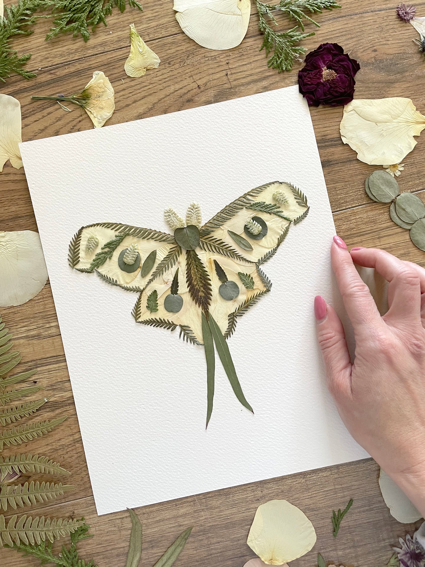 Moth, Pressed Flower Art Print