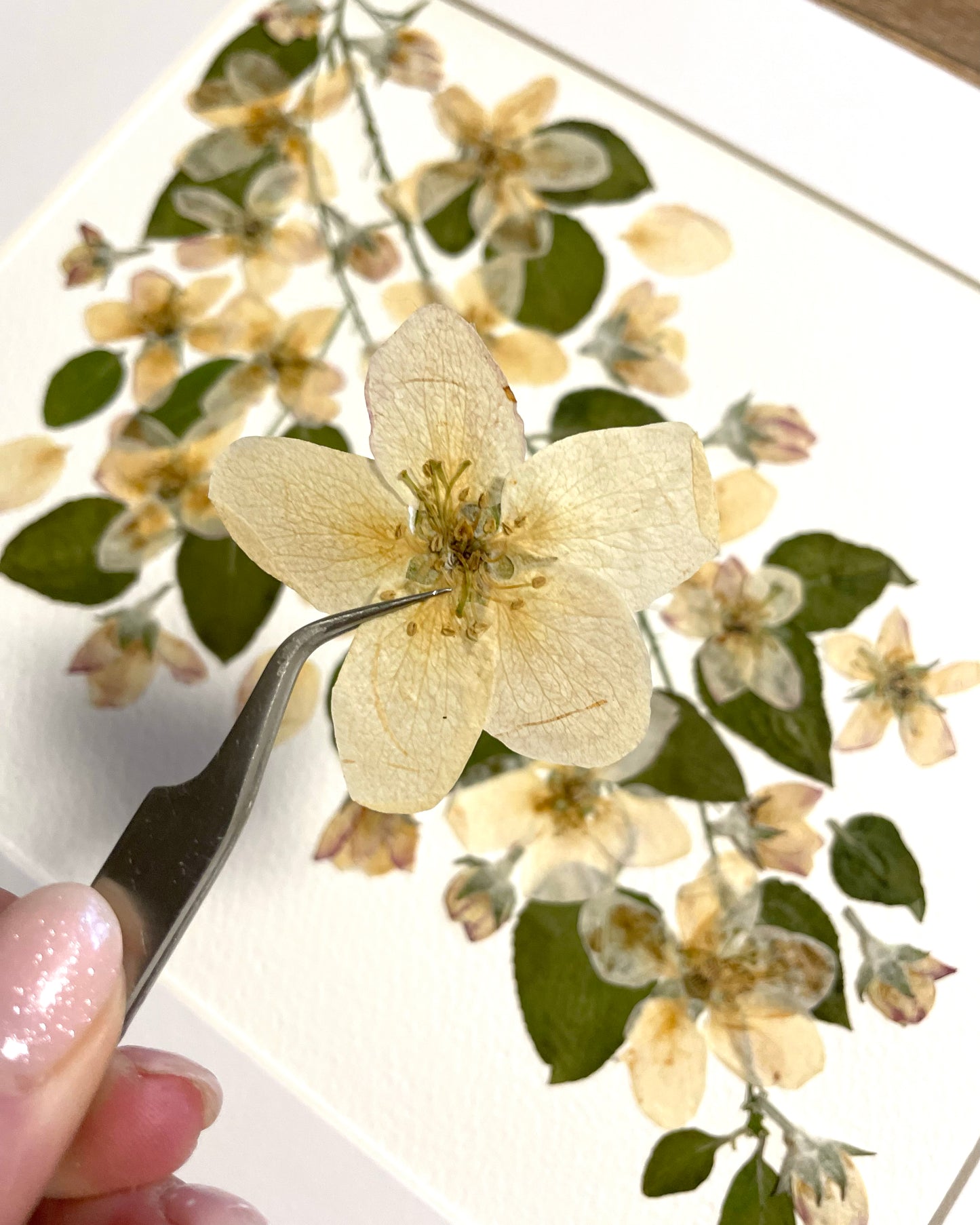 Apple Blossom Memory - Original Pressed Flower Artwork Framed