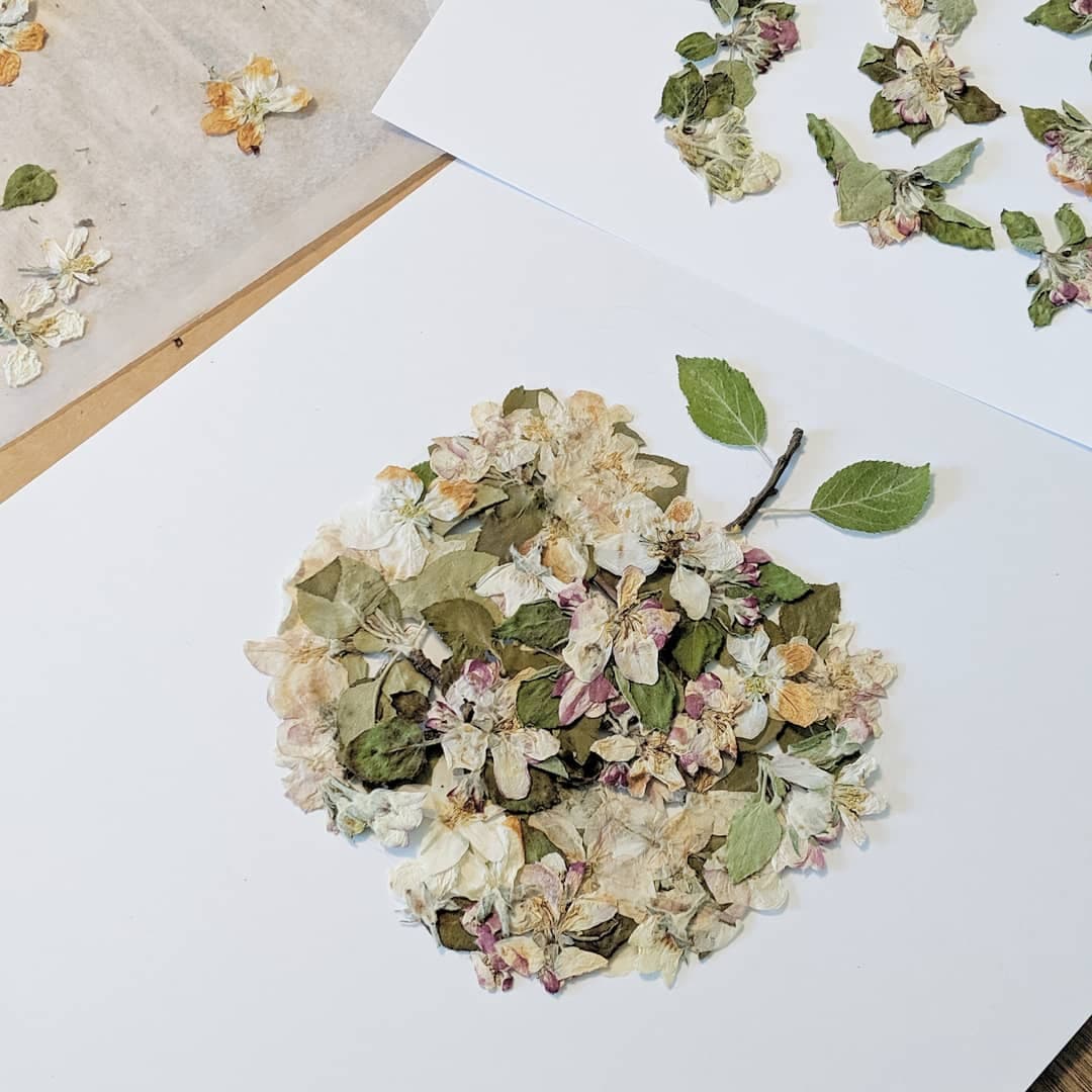 Apple Blossoms, Pressed Flower 8x10 Art Print