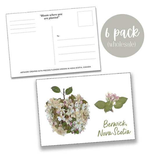 Post Card- 6 Pack Retail Set, Berwick Apple Blossoms