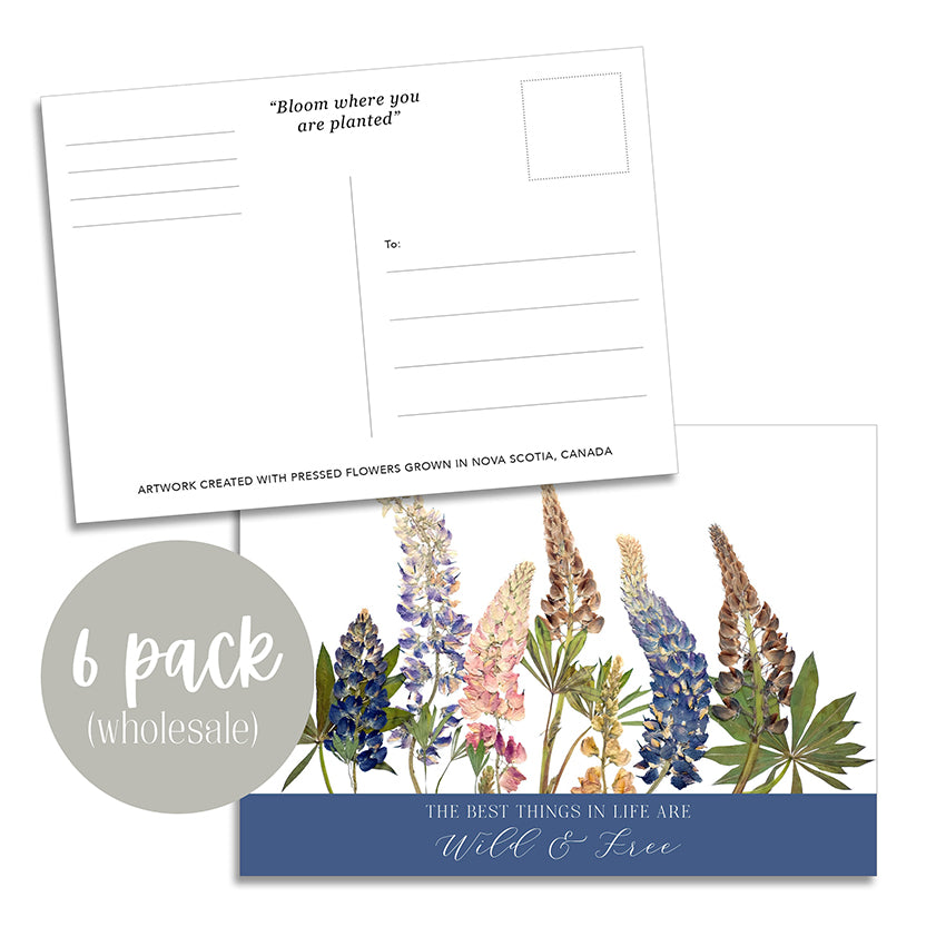 Post Card- 6 Pack Retail Set, Wild Lupins