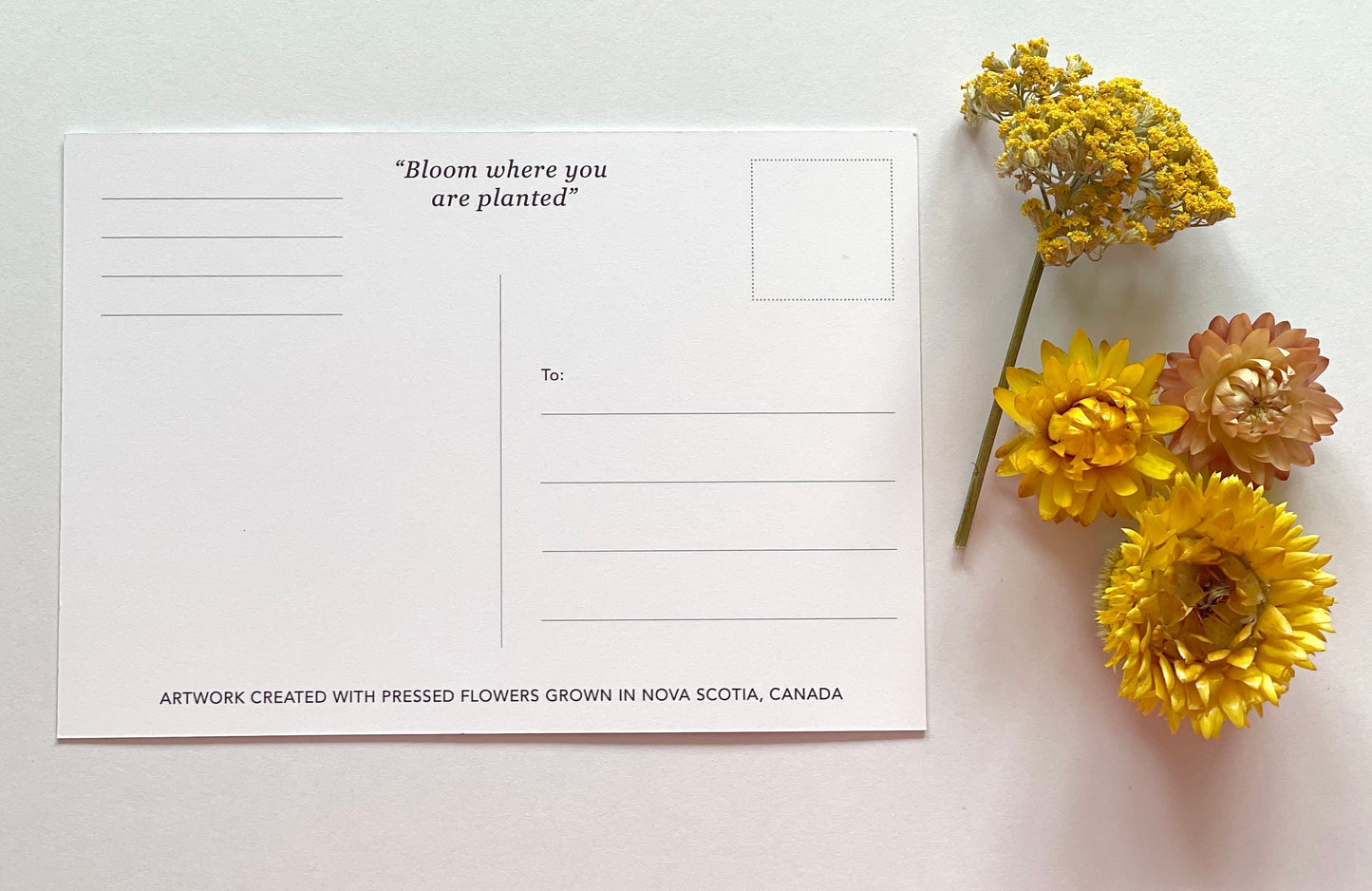 Post Cards - Set of 3 Nova Scotia Theme Pressed Flower Art Postcards