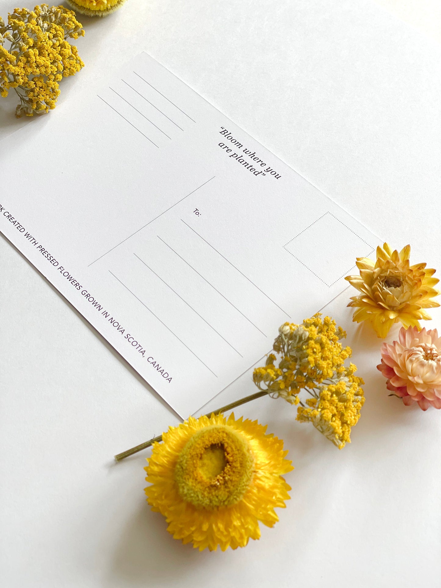 Post Cards - Set of 3 Nova Scotia Theme Pressed Flower Art Postcards